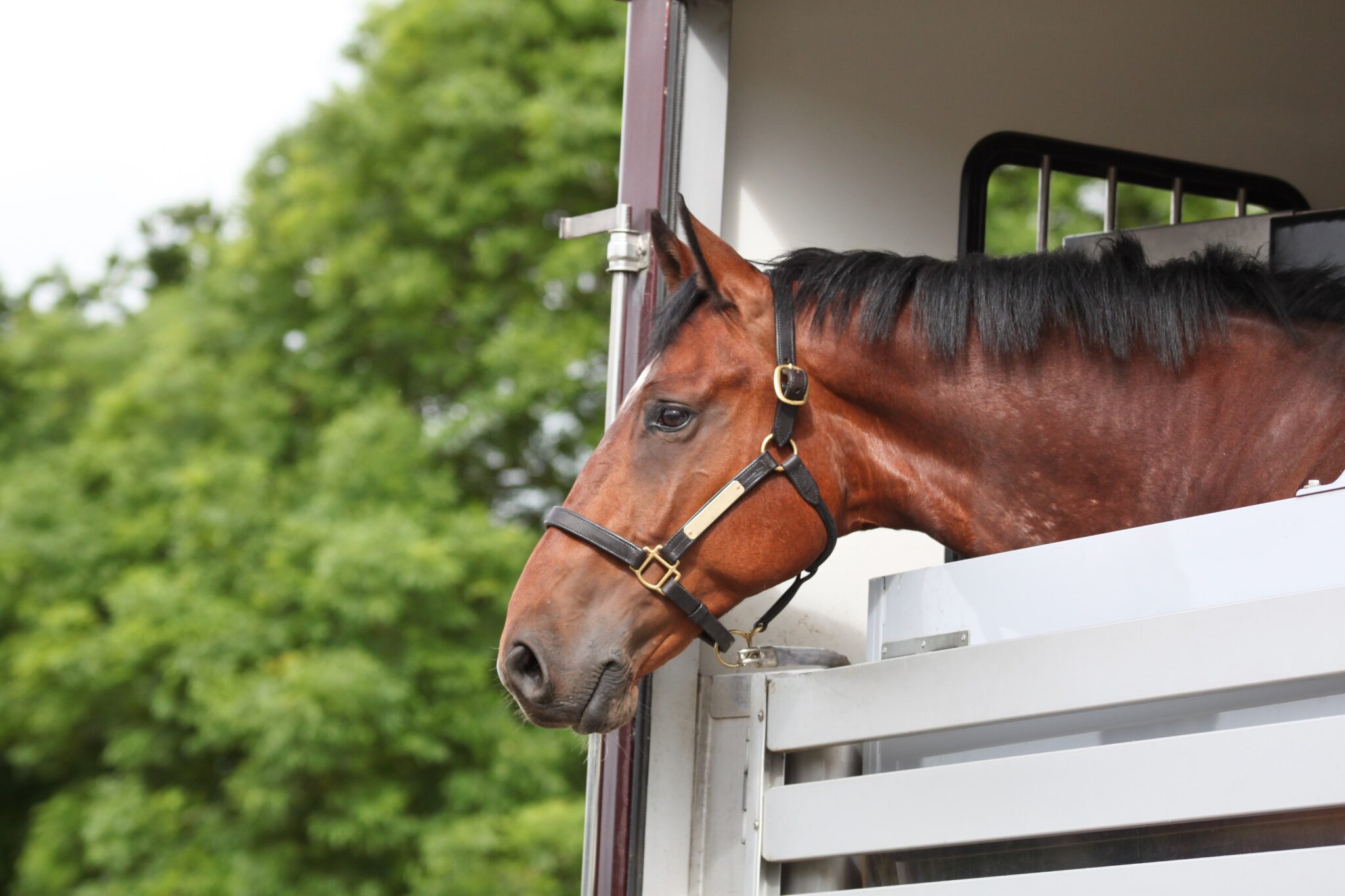 Brun hest i trailer